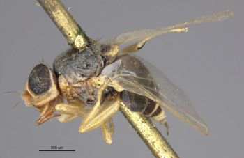 Media type: image;   Entomology 13376 Aspect: habitus lateral view